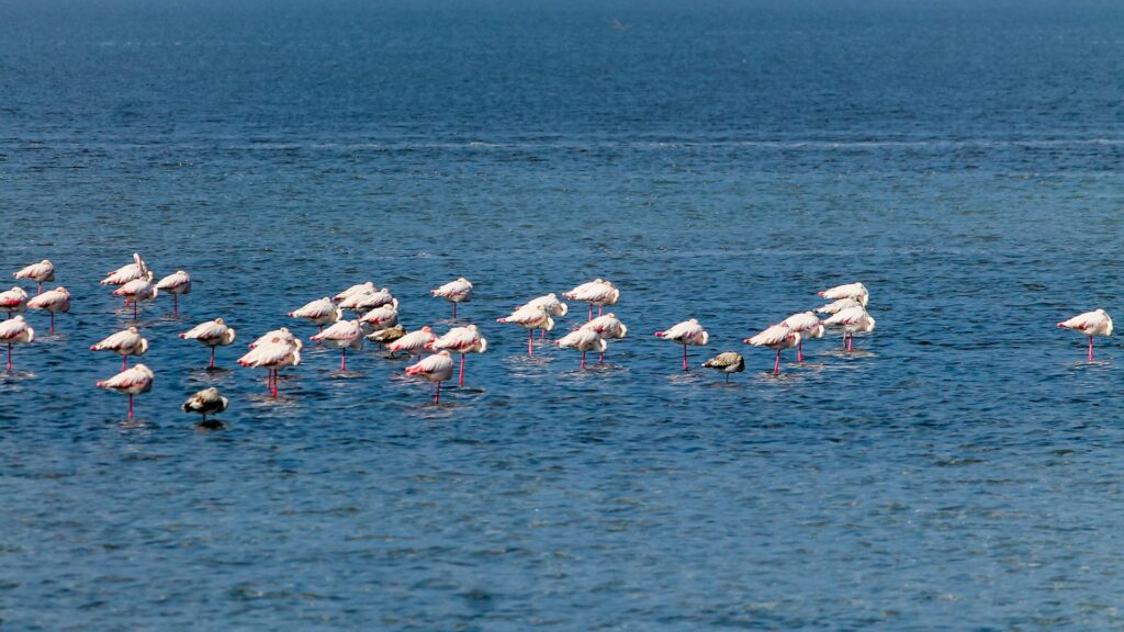 Rann of Kutch - Summer Travel in India